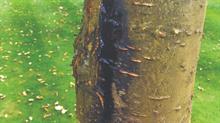 Canker symptoms